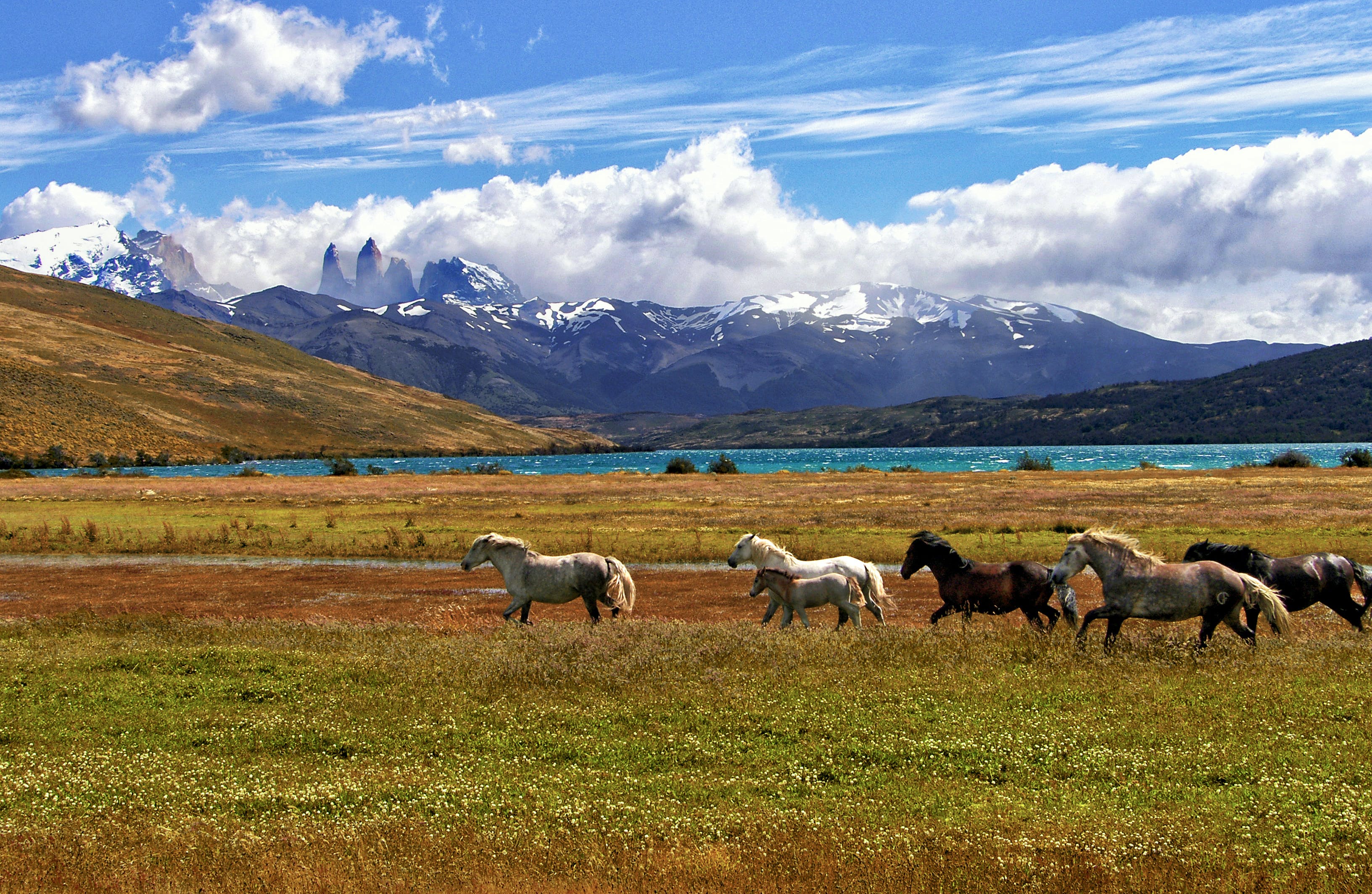 Horses running